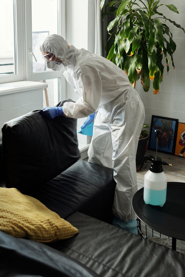 sofa cleaning services