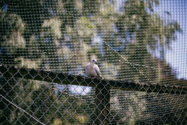 Pegion Net